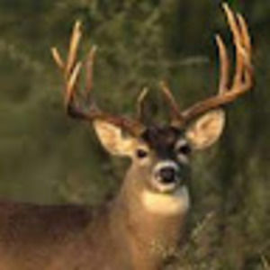 Meet your Posher, Halie